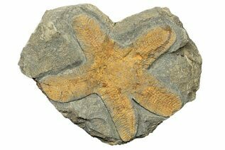 Echinoderm Fossils For Sale