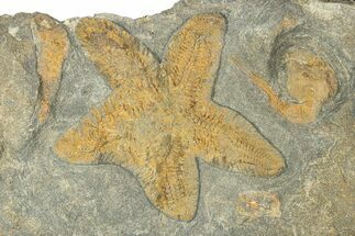 Feathery Starfish Fossil With Carpoids - Kaid Rami, Morocco #252153