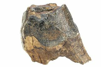 Fossil Woolly Rhino (Coelodonta) Tooth Crown - Siberia #252066