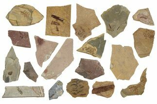 Lot: Carboniferous Plant Fossils (Manning Canyon Shale) - Pieces #252199