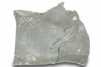 Ordovician Graptolite (Didymograptus) - Fillmore Formation, Utah #251549