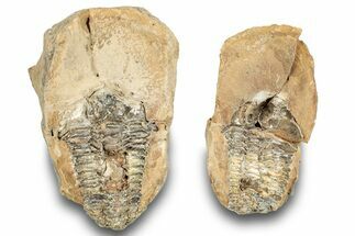 Fossil Calymene Trilobite In Nodule (Pos/Neg) - Morocco #251748