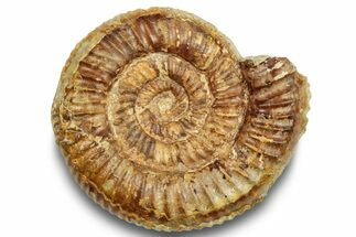 Jurassic Ammonite (Parkinsonia?) - England #252156