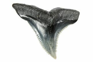 Snaggletooth Shark (Hemipristis) Tooth - South Carolina #251004