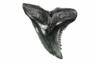 Snaggletooth Shark (Hemipristis) Tooth - South Carolina #251008