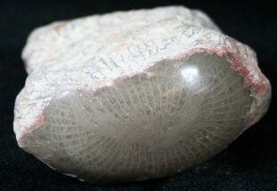 Polished Agatized Horn Coral - Utah #14860