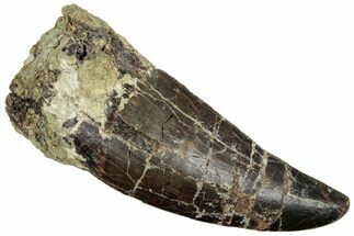 Serrated, Carcharodontosaurus Tooth - Dekkar Formation, Morocco #252320