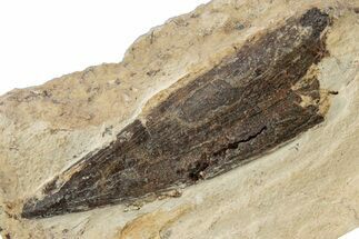 Fossil Plesiosaur (Libonectes) Tooth - Asfla, Morocco #252343