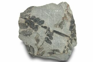 Pennsylvanian Fossil Fern (Neuropteris) Plate - Kentucky #252383