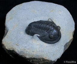 New Type Of Proetid Trilobite #2420