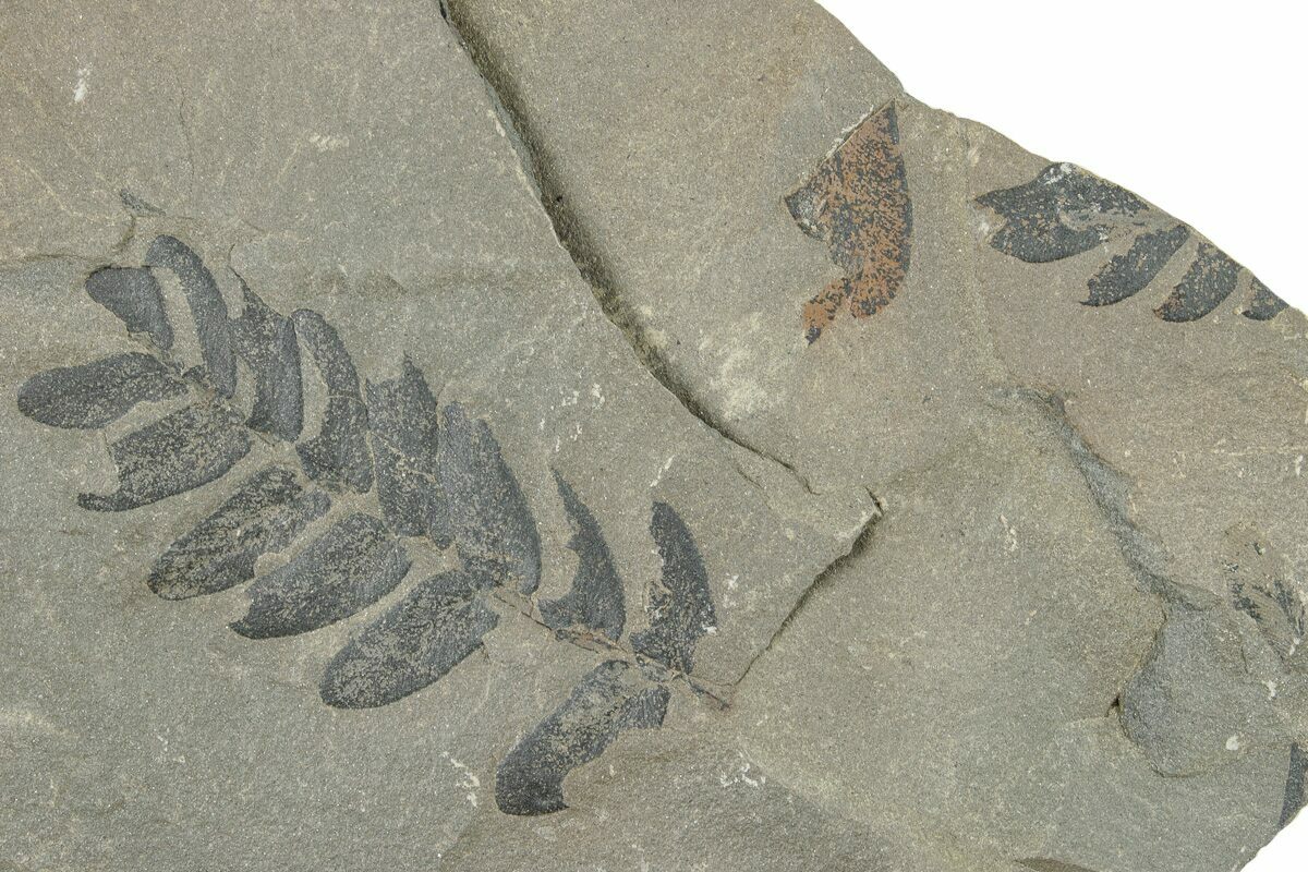 6.5" Pennsylvanian Fossil Fern (Neuropteris) Plate Kentucky (252391