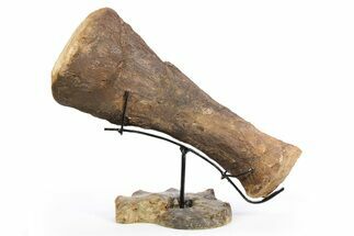 Plesiosaur Limb Bone on Ammonite Stand - Asfla, Morocco #252376