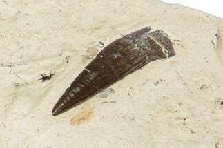 Fossil Polycotylid Plesiosaur (Thililua?) Tooth - Asfla Morocco #252351