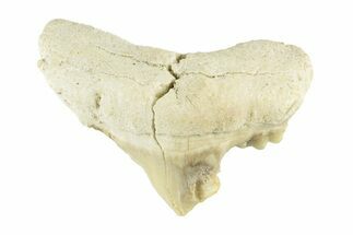 Pathological Otodus Shark Tooth - Morocco #252462