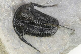 Cyphaspis Trilobite - Very Large For Species #252520
