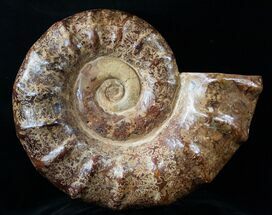 Massive Wide Ammonite Fossil - Madagascar #14917