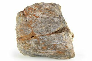 Dinosaur Bone Section - Boulahfa, Morocco #252586