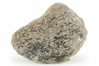 Dinosaur Bone Section - Boulahfa, Morocco #252587