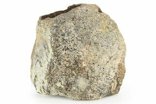 Dinosaur Bone Section - Boulahfa, Morocco #252588