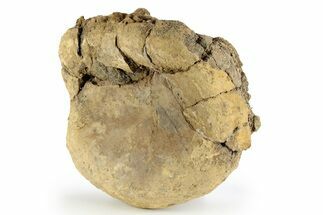 Bargain, Fossil Dinosaur (Triceratops) Vertebra - North Dakota #252699