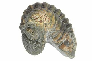 Long Curled Morocops Trilobite - Morocco #252637