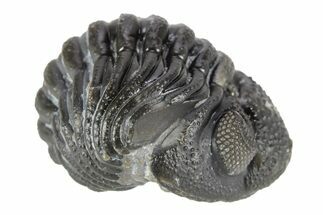 Long Curled Morocops Trilobite - Morocco #252655