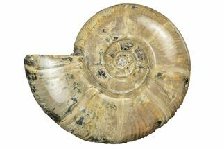 Polished Ammonite (Argonauticeras) Fossil - Madagascar #252784