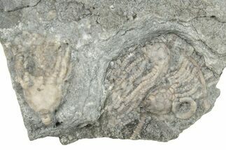 Three Fossil Crinoids (Eretmocrinus & Aorocrinus) - Gilmore City, Iowa #252445
