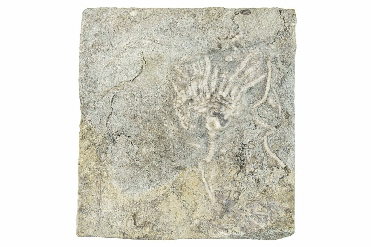 .8" Fossil Crinoid (Eretmocrinus) Gilmore City, Iowa (252446) For