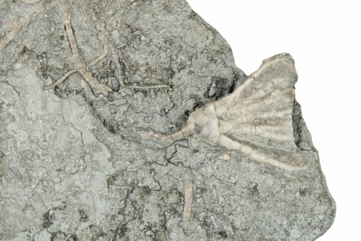 .65" Fossil Crinoid (Eretmocrinus) Gilmore City, Iowa (252447) For