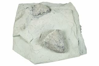 Fossil Crinoid (Eucalyptocrinus) Calyx - Indiana #252454
