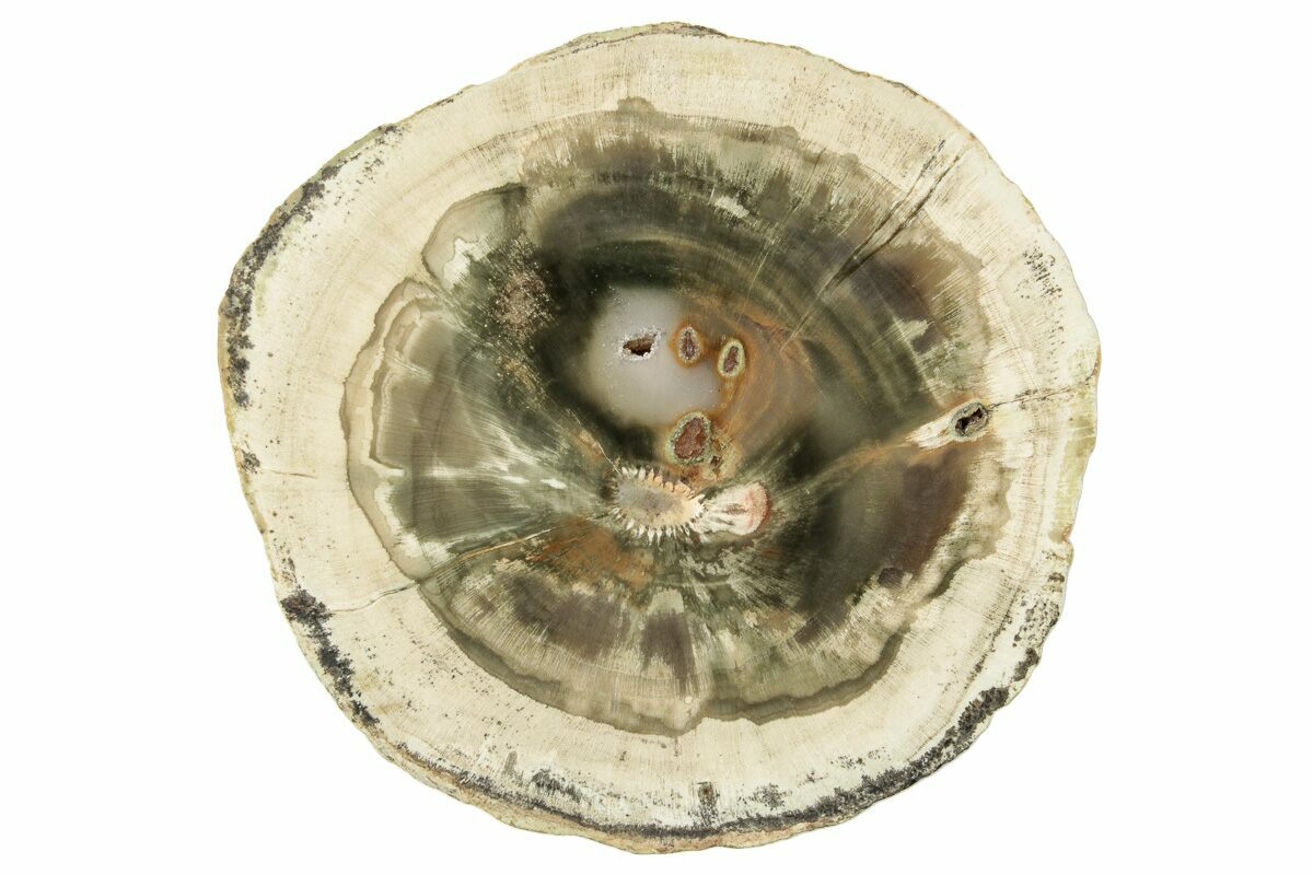 2.2" Triassic Petrified Wood (Woodworthia) Round Zimbabwe (252831