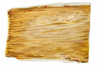 Polished Petrified Palmwood Rip-Cut Slice - Texas #252855