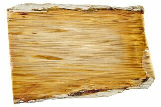 Polished Petrified Palmwood Rip-Cut Slice - Texas #252856