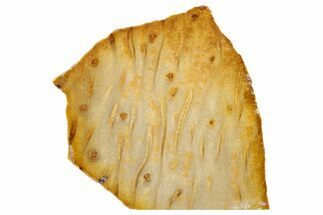 Polished Petrified Palmwood Slice - Texas #252862