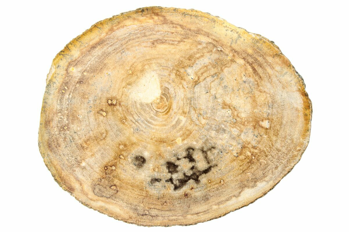 1.95" Polished Petrified Wood (Dicot) Round Idaho (252876) For Sale