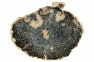 Petrified Wood (Schinoxylon) Round - Blue Forest, Wyoming #252934