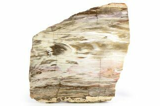 Colorful, Hubbard Basin Petrified Wood Section (Rip-Cut) - Nevada #253135