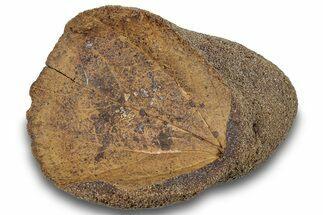 Fossil Leaf (Marmarthia?) Nodule - Hell Creek Formation #252952