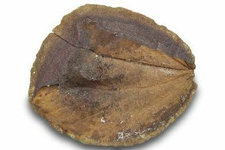 Fossil Leaf (Marmarthia?) Nodule - Hell Creek #252953