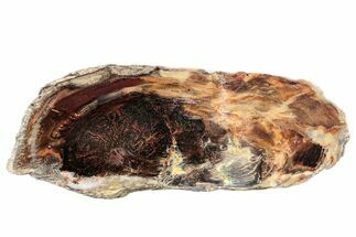 Polished Petrified Wood (Juniper) Slice - Nevada #253026