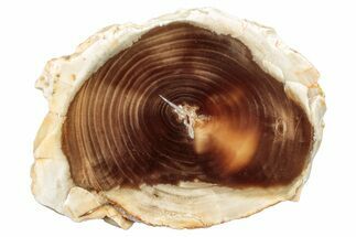 Polished Petrified Wood Round - Washington #253047