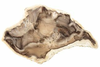 Polished Petrified Wood Slab - Washington #253055