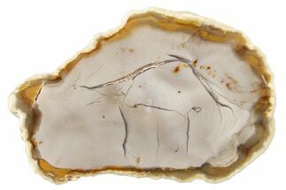 Polished Petrified Wood (Bald Cypress) Slab - Washington #253074