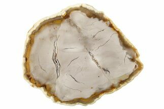 Polished Petrified Wood (Bald Cypress) Round - Washington #253077