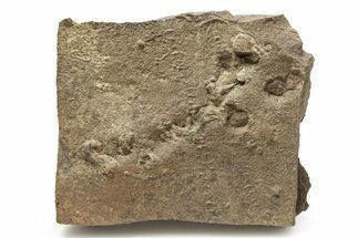 Cruziana (Fossil Trilobite Trackway) - Morocco #253152