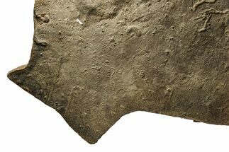 Cruziana (Fossil Trilobite Trackway) Plate - Morocco #253180