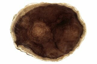 Polished Petrified Wood Round - McDermitt, Oregon #253005