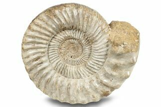 Jurassic Ammonite (Kranosphinctes?) Fossil - Madagascar #253205