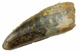 Fossil Spinosaurus Tooth - Real Dinosaur Tooth #253518